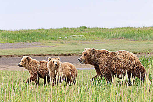 棕熊,母熊,一岁,幼兽,卡特麦国家公园,阿拉斯加,美国