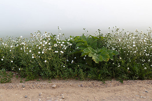 杂草,雾