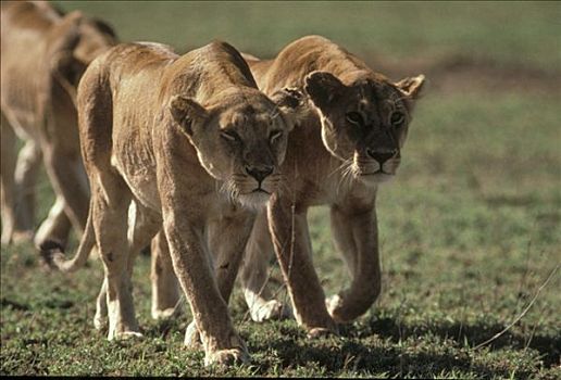 非洲狮,狮子,雌性,尾随,捕食,塞伦盖蒂国家公园,坦桑尼亚