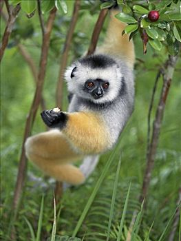 冕狐猴,吃,野生,番石榴,水果,国家公园,东方,马达加斯加