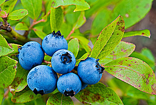 特写,蓝莓,萨德伯里,安大略省,加拿大