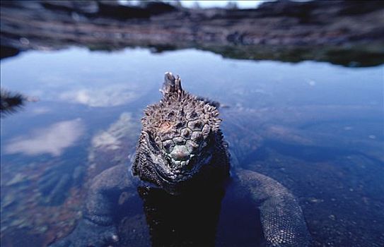 海鬣蜥