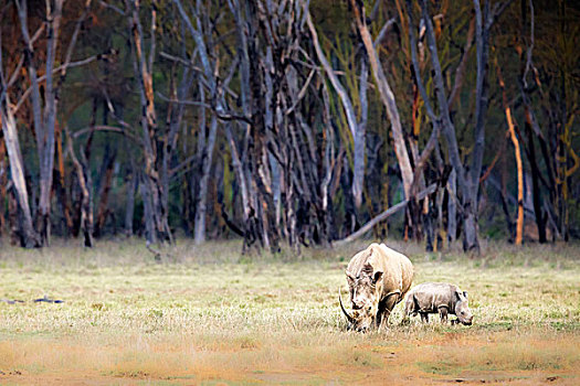 白犀牛,纳库鲁湖国家公园