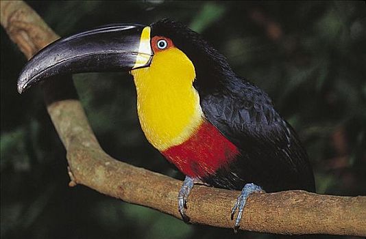 巨嘴鸟,鸟,巴西,南美,动物