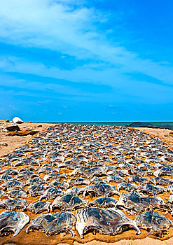 斯里兰卡渔场