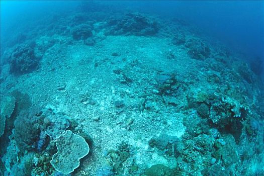 珊瑚礁,损坏,炸药,捕鱼,20岁,斯米兰群岛,泰国