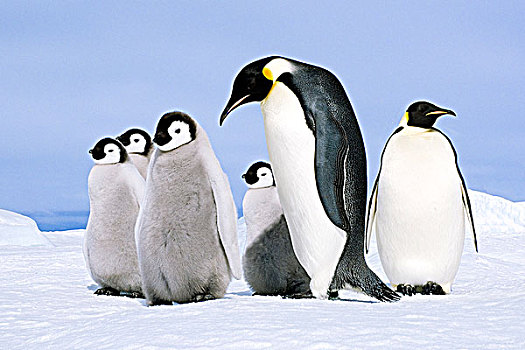 帝企鹅,成年,幼禽,雪丘岛,威德尔海,南极