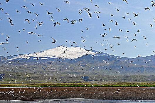 北极燕鸥,半岛,斯奈山半岛,冰岛,欧洲