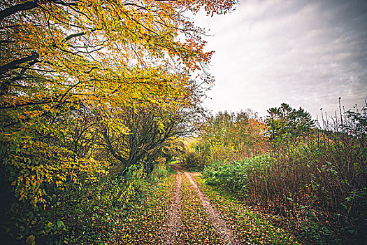 风景,树林,小路,秋天,围绕,彩色,树,秋色,叶子,遮盖