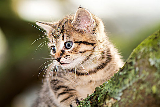 斑猫,小猫,攀登,树枝,英国