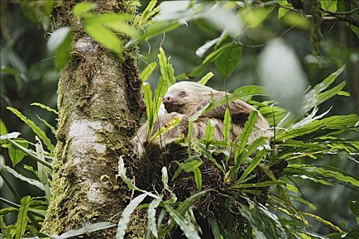 二趾树懒,树上,哥斯达黎加