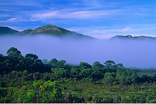风景,雾,塔斯马尼亚,澳大利亚
