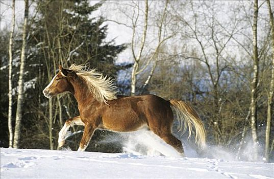 局部,小马,种马,驰骋,上方,积雪,围场,科隆,北莱茵威斯特伐利亚,德国,欧洲