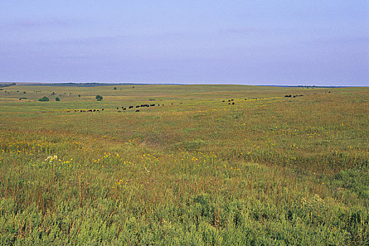 俄克拉荷马,靠近,自然,风景,野牛