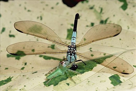 跳蛛,雌性,蜻蛉,澳大利亚