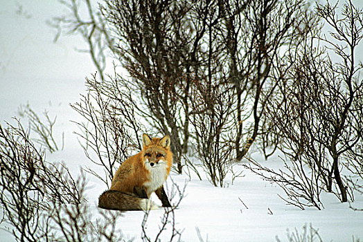 加拿大,育空,红狐,冬天,雪
