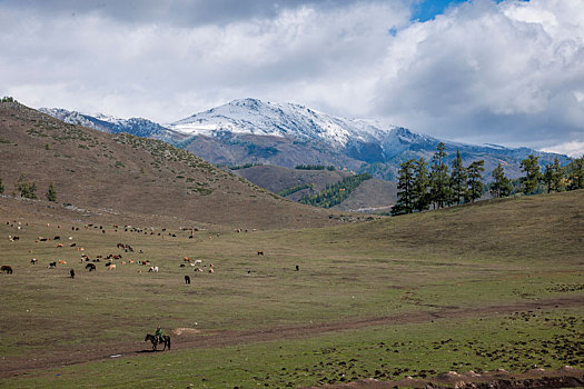 新疆布尔津县贾登峪镇旁草场牛羊群