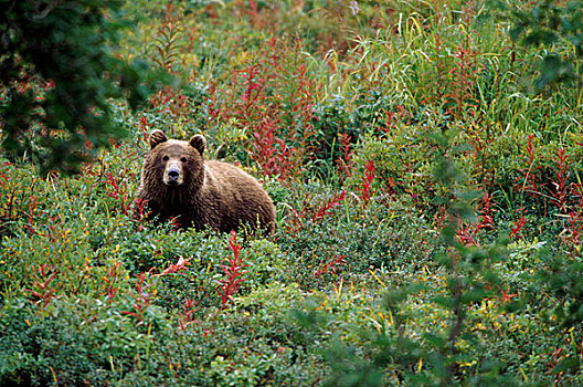 俄罗斯,堪察加半岛,大灰熊,自然保护区