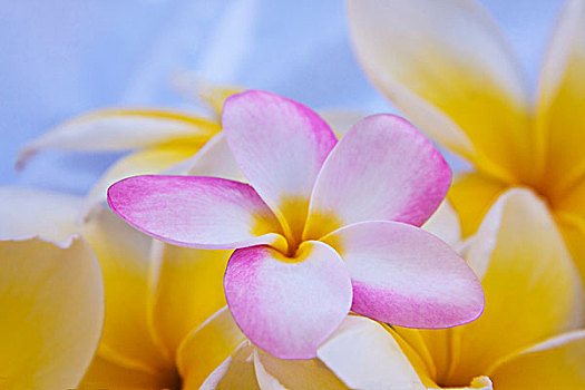 美国,夏威夷,瓦胡岛,鸡蛋花,花,开花