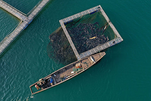 浙江千岛湖生态包头鱼养殖捕捞