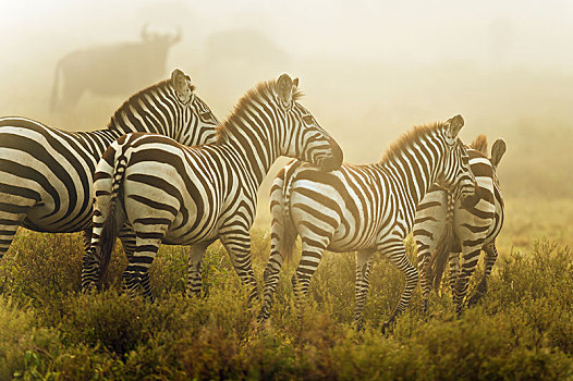 斑马,马,早晨,雾气,塞伦盖蒂,坦桑尼亚,非洲