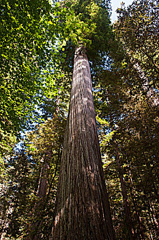 大树,红杉国家公园,加利福尼亚,美国