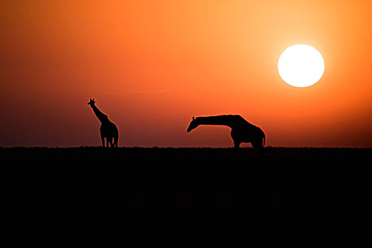 两个,长颈鹿,剪影,日出,恩戈罗恩戈罗火山口,保护区,坦桑尼亚