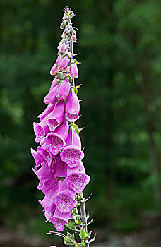 紫色毛地黄,诺森伯兰郡,英格兰