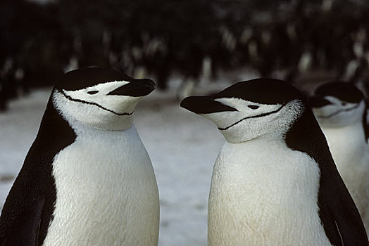 南极,岛屿,帽带企鹅,一对,特写