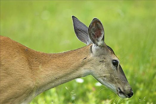 弗吉尼亚,白尾鹿,仙纳度国家公园,美国