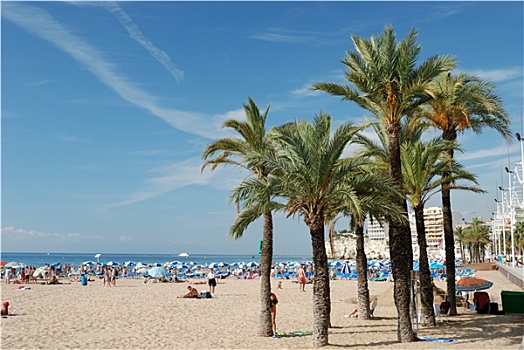 海岸,棕榈树,贝尼多姆,西班牙