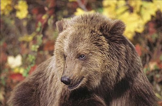 大灰熊,幼兽,棕熊,肖像,哺乳动物,小动物,北美,动物