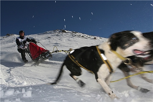 雪橇犬,动作