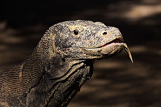 科摩多巨蜥,科莫多国家公园,岛屿,印度尼西亚,亚洲