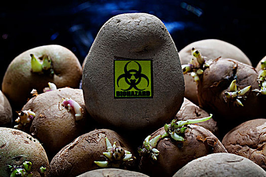 生化危害,象征,土豆