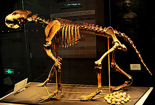 周口店北京人遗址博物馆展出古人类生活场景头盖骨和复原像,动物骨骼化石