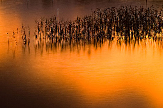 夕阳,日落,池塘