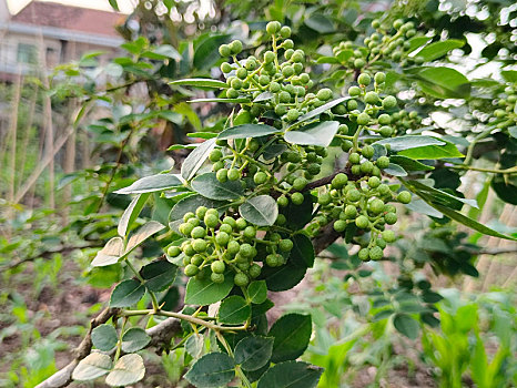 花椒,青花椒