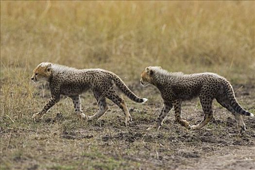 印度豹,猎豹,星期,老,幼兽,马赛马拉,自然保护区,肯尼亚