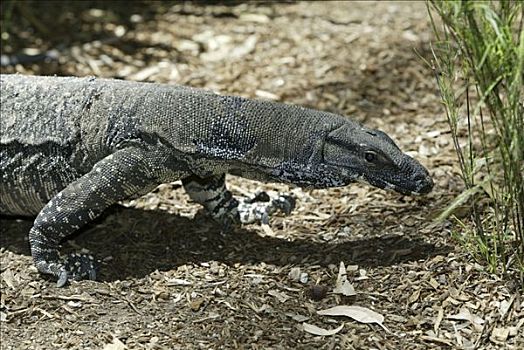 蜥蜴,巨蜥属,澳大利亚