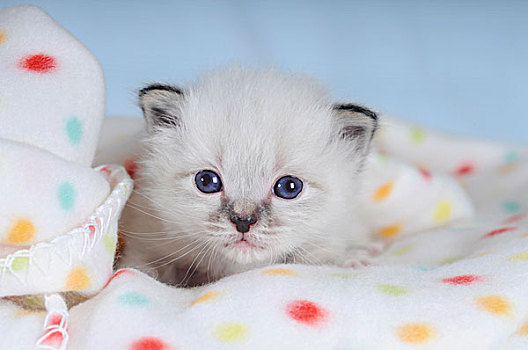 缅甸猫,小猫,斑点,毯子