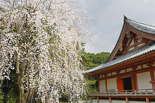 樱花,庙宇,伏见,京都,京都府,关西,本州,日本