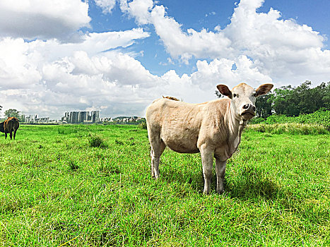 草地上的牛