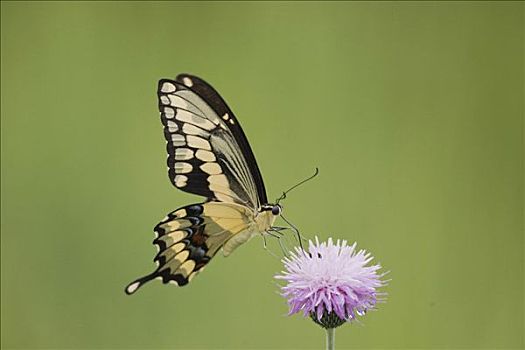 巨凤蝶,成年,德克萨斯,蓟属植物,美国