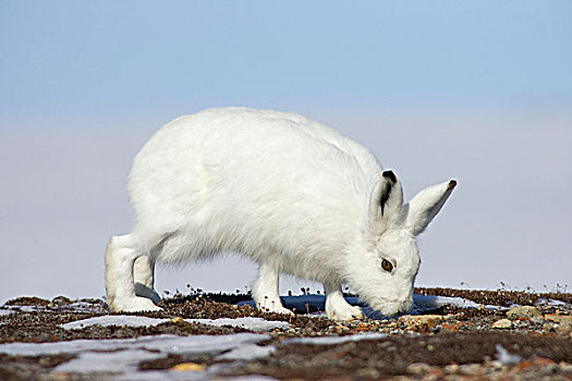 北极兔,兔属,浏览,苔原,植被,岛屿,加拿大