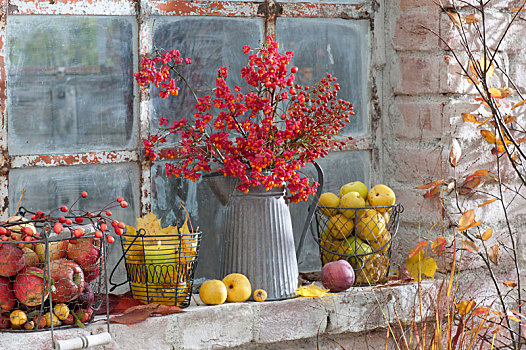 秋天,水果,稳定,窗户,花束,卫茅属植物