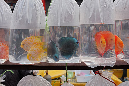 塑料袋中出售的热带鱼