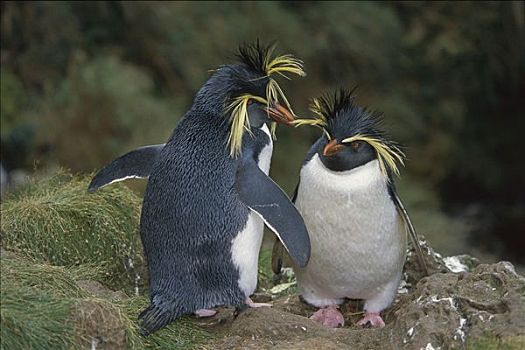 凤冠企鹅,南跳岩企鹅,戈夫岛,南大西洋