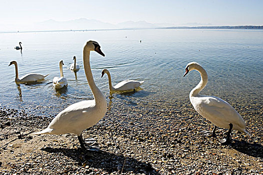 德国慕尼黑周边基姆湖,chiemsee