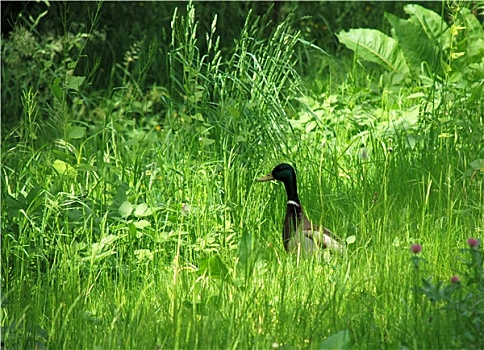 绿头鸭,草地